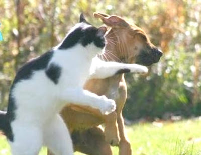 Kenapa Anjing dan Kucing Bermusuhan? ~ Hewan Adalah Teman!