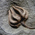 Crinoids: The Fossils That Inspired 'Alien'