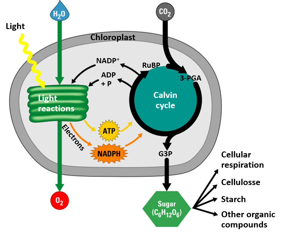 Цикл кальвина происходит в хлоропласта. Цикл Кальвина биохимия. Цикл Кальвина фазы цикла. Цикл Кальвина в фотосинтезе. Цикл Кальвина в фотосинтезе схема.