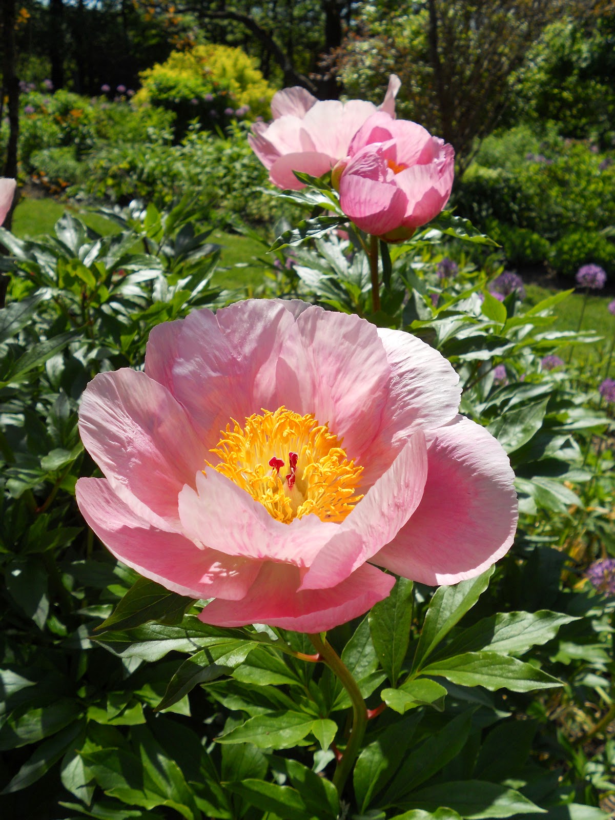Пион Розэлетте Paeonia Roselette