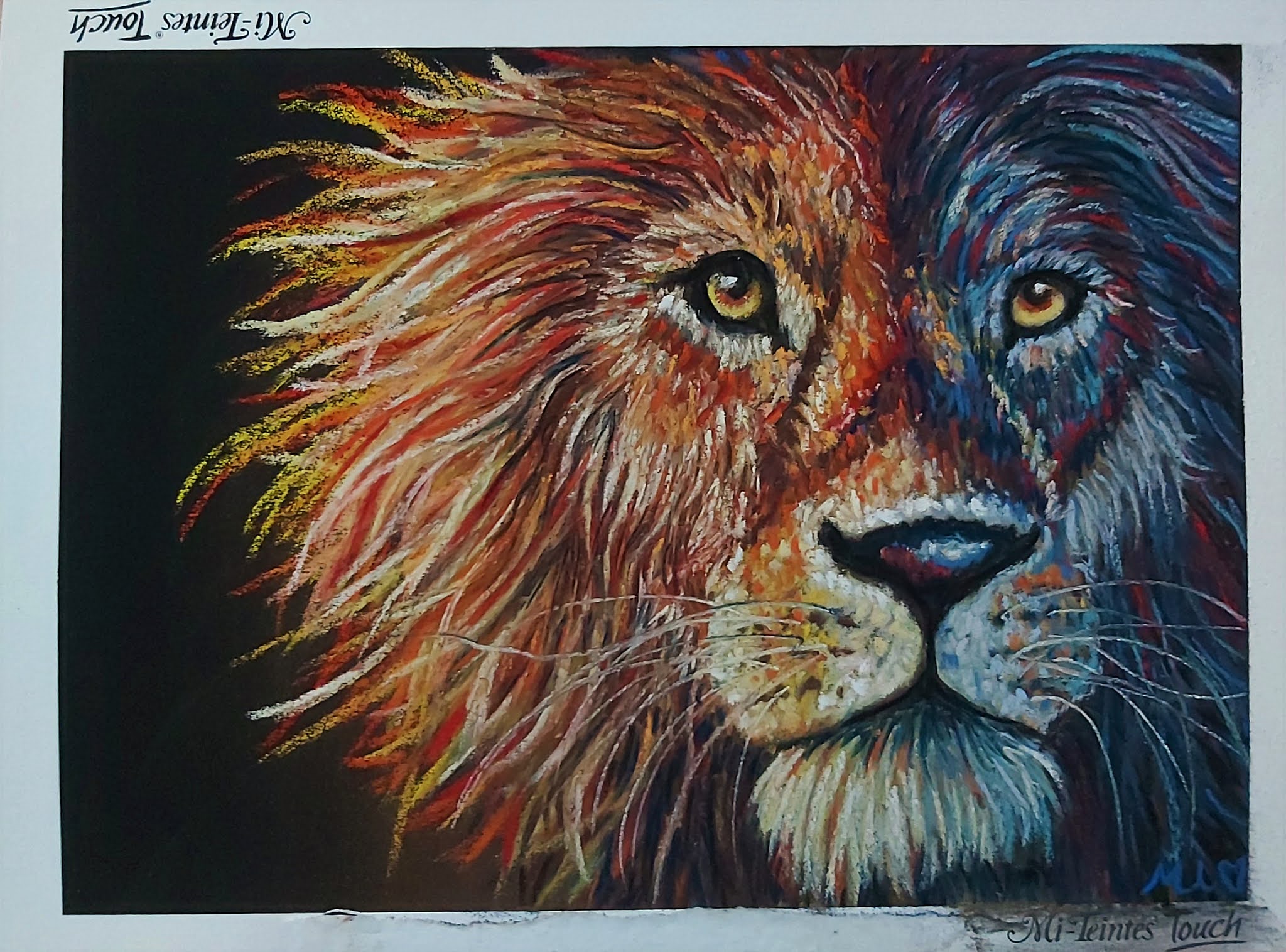 The mane event - lion in soft pastels on black paper