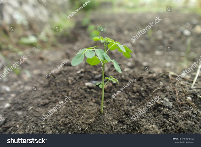  Royalty-free stock photo MORINGA PLANT SEEDS GREEN AND HEALTHY LEAVES MIRACLE TREE