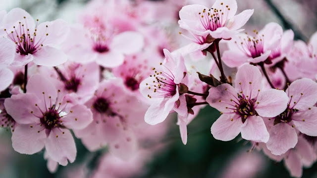 cherry blossom wallpaper