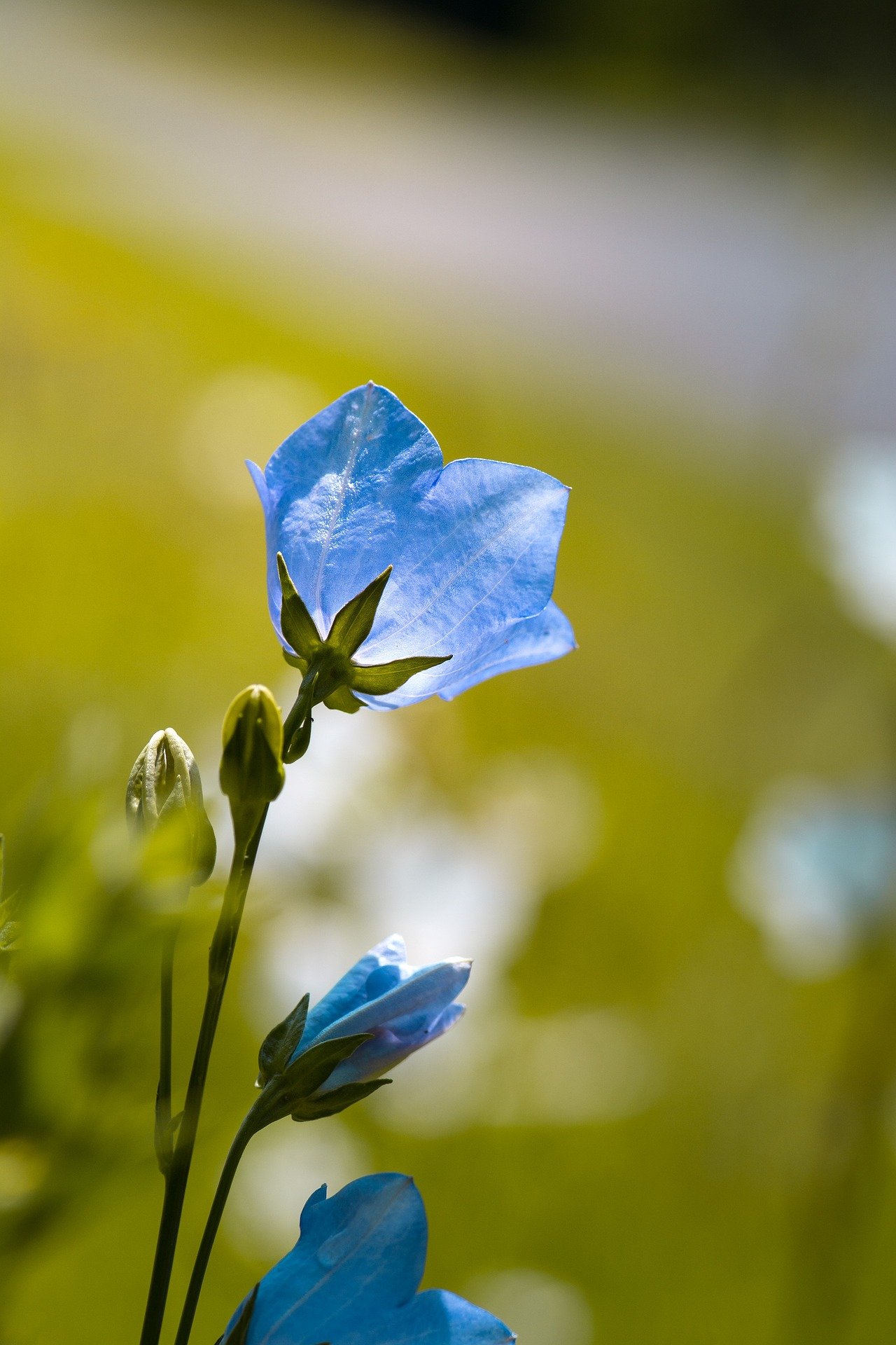 flower,bell flower,blue flower,garden,flower garden,plant