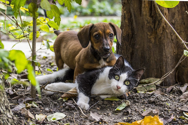 Basic instinct: why cats don't get along with dogs
