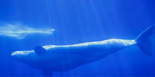 الحوت الأزرق يعيش وينمو ويكبر في البحار ، مخلوق يمكن أن يصل حجمه إلى ما يقارب ثلاث حافلات نقل كبيرة