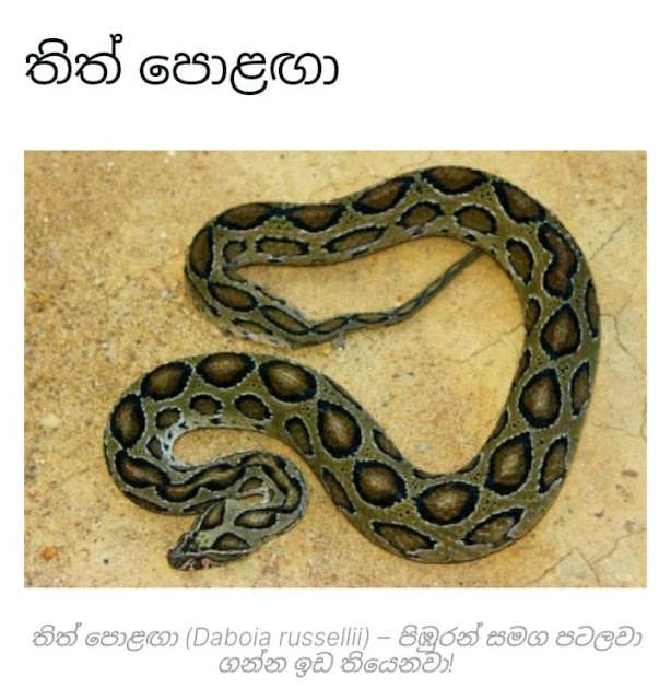 ලංකාවේ ඉන්න භයානකම සර්පයන් 🐍 (The Most Dangerous Snakes In Sri Lanka) - Your Choice Way