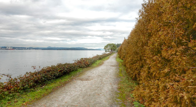 After parking the car and walking through a pedestrian tunnel,  the path to Jack Point parallels the Nanaimo River estuary  for a few hundred meters. (2015-12-11)