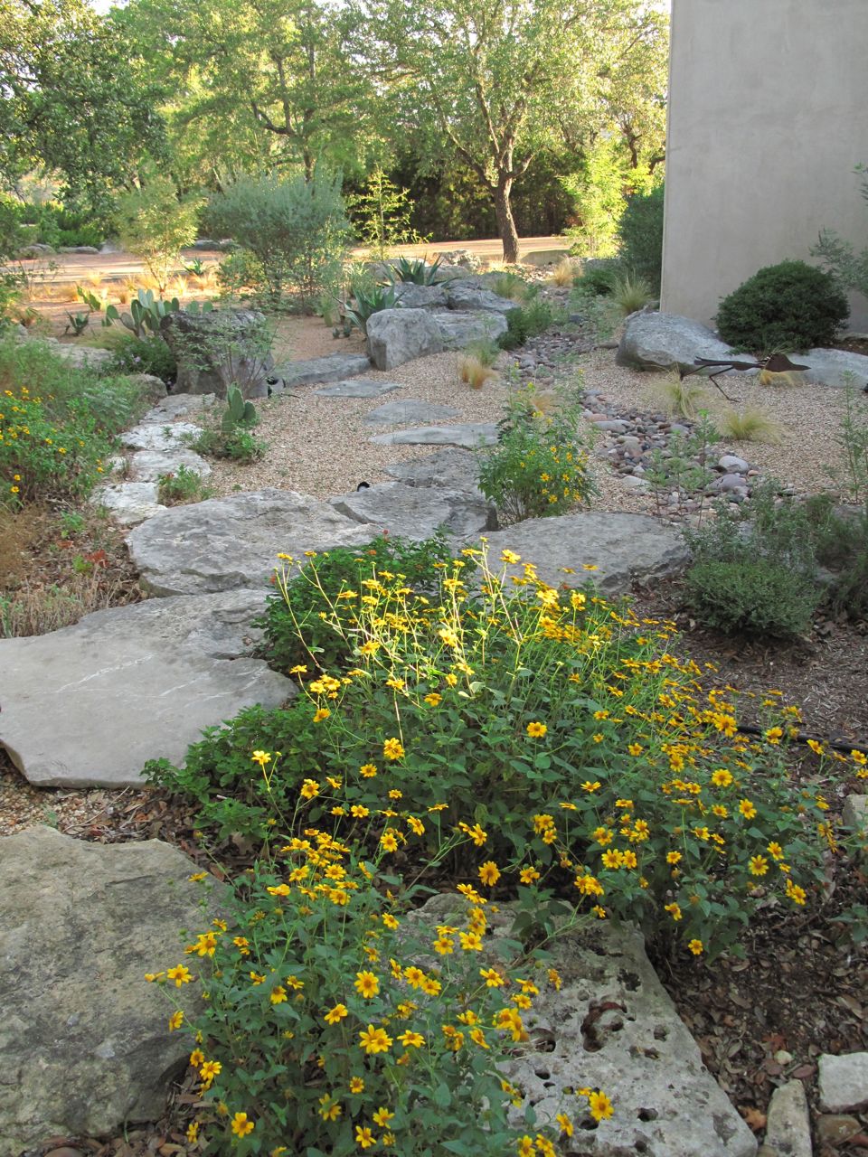 ROCK ROSE TEXAS NATIVE PLANT WEEK OCT. 16th. 22nd. WHAT