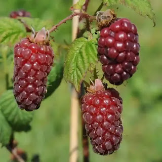 Tayberries : Health Benefits, Facts and Use of Tayberries -MergeZone