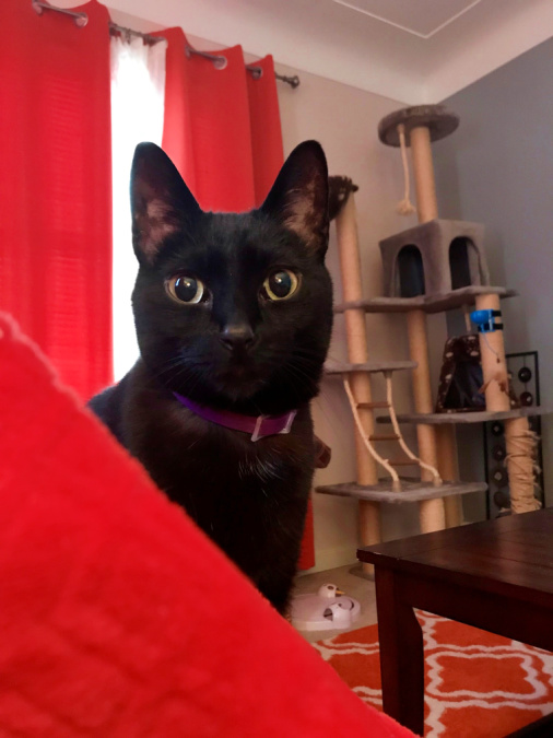 Rescue Stories Willis A Sick Kitten Found on the Side of the Road