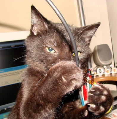 alt="gato jugando con los cables"