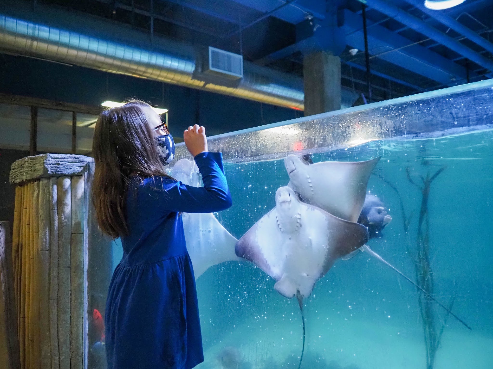 Little Hiccups Snorkeling with Stingrays at SeaQuest Littleton