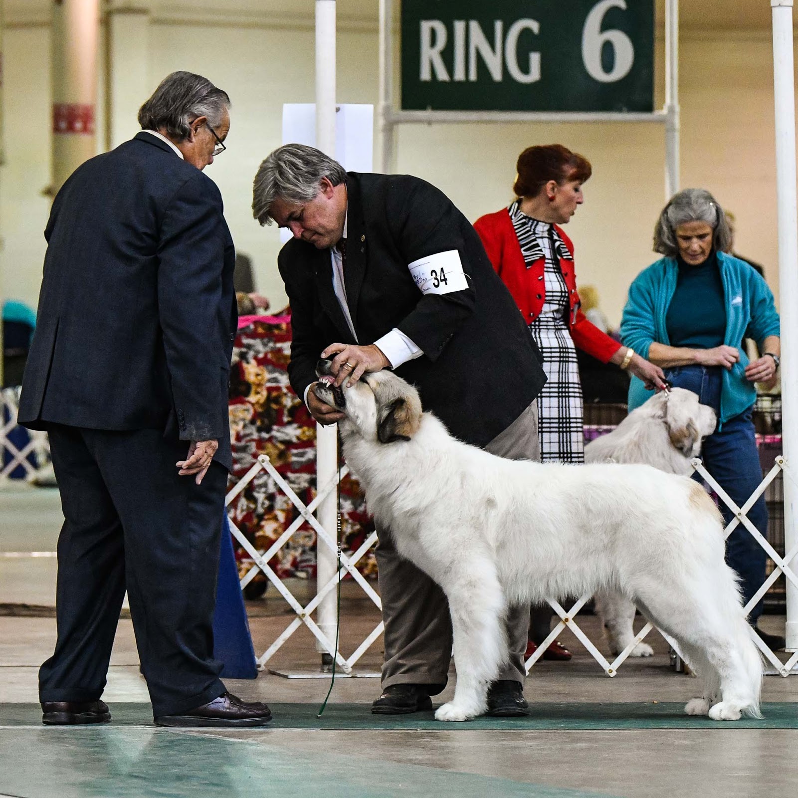 Visual Ohio Central Ohio Kennel Club Fall Dog Show