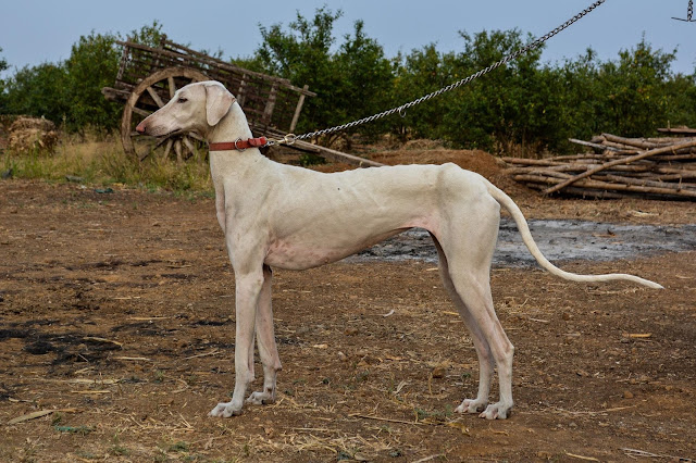 mudhol hound