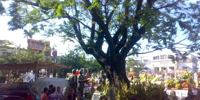 Pohon Kalayaan Pohon Kalayaan