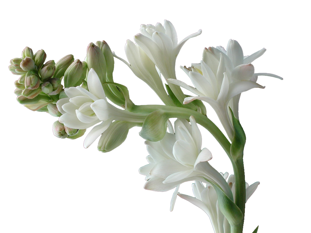 Flower Picturess Flower Pictures