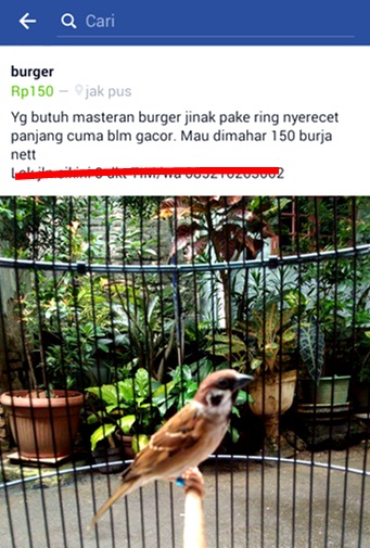Burung Gereja Pun Mahal Harganya Hobi Si Petani