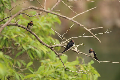 Oreneta vulgar (Hirundo rustica)