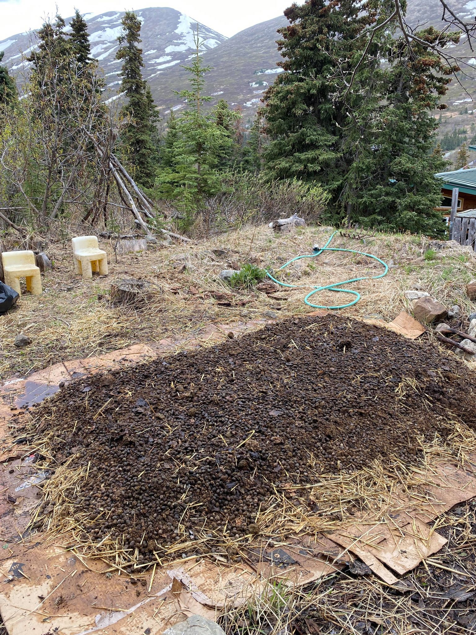 Llama Beans What are they good for?