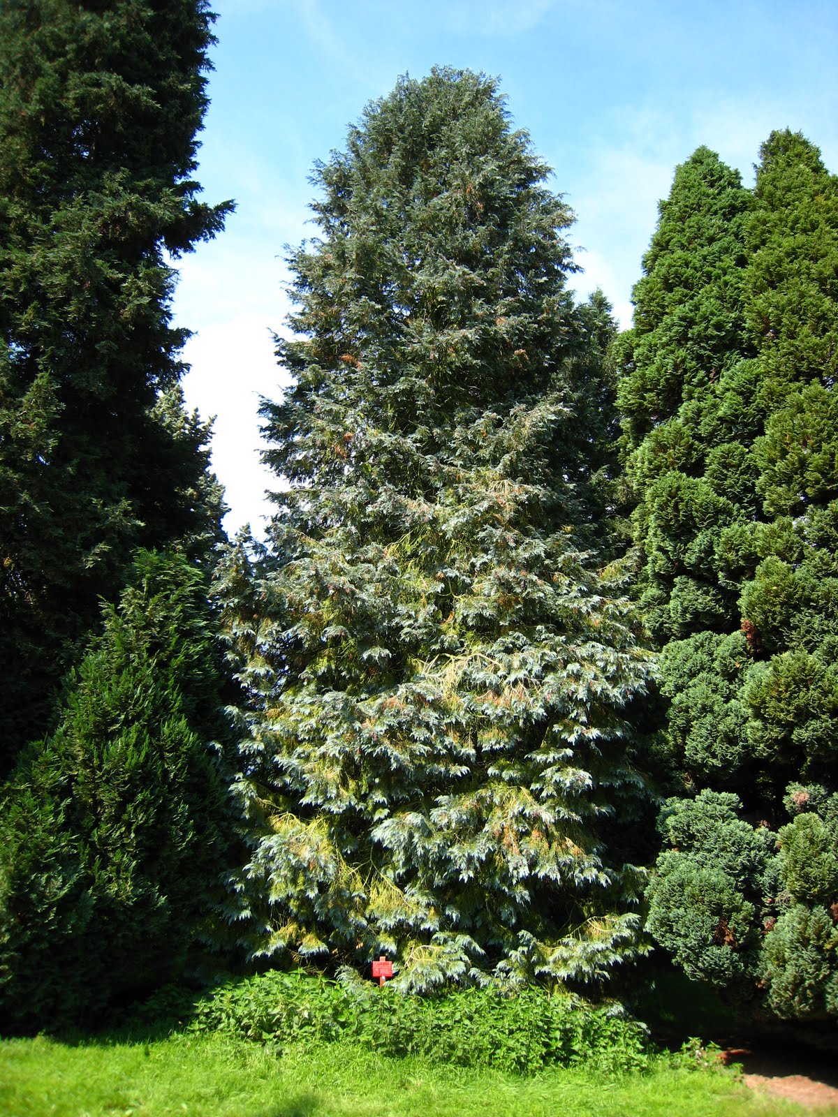 ARTE Y JARDINERÍA : Coniferas