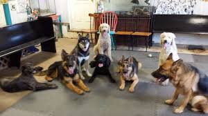 Dog training tips, Dog school near me, Pet training near me: Dog school