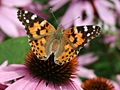 Painted Lady butterfly (public domain photo)