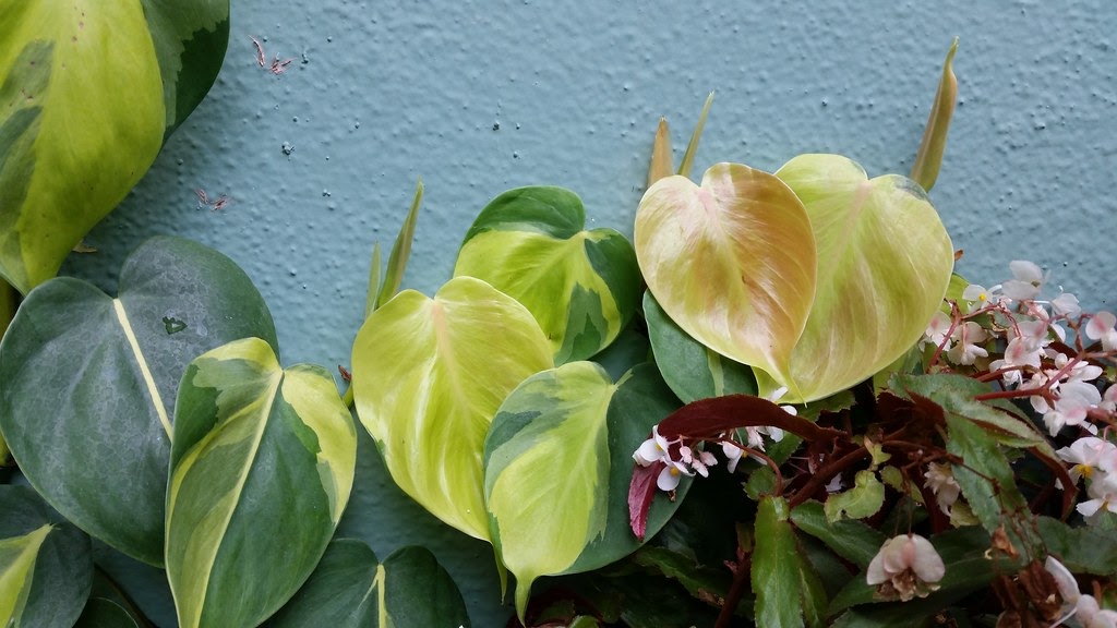 Philodendron Brasil Philodendron Hederaceum 'Brasil' care Travaldo