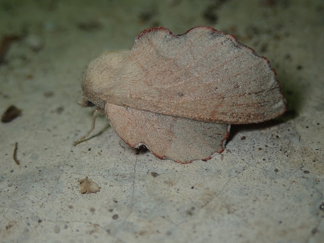 Phyllodesma suberifolia Phyllodesma suberifolia