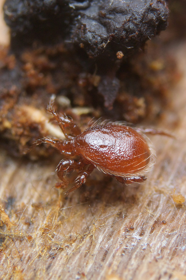 ムシをデザインしたのはダレ? 冬のダニ祭り! トゲダニ亜目(Gamasida)の1種