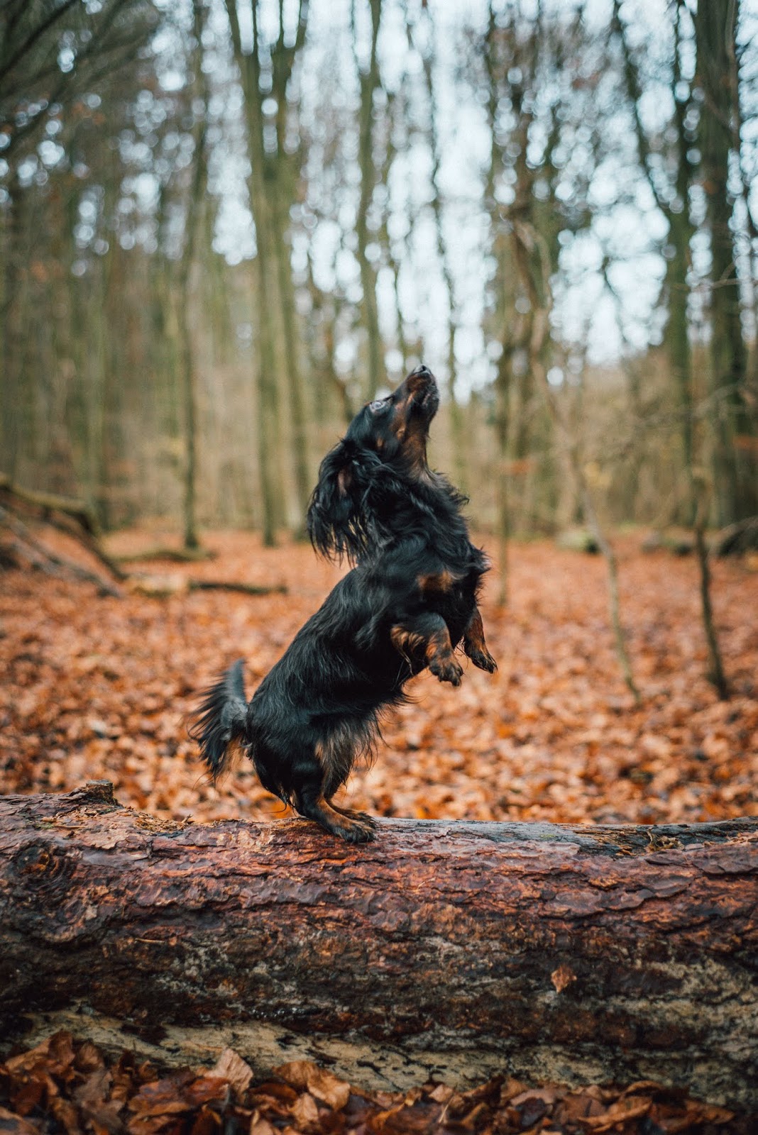 dachshund puppy on a log liquid grain liquidgrain blogger dachshund puppy on a log liquid grain liquidgrain blogger