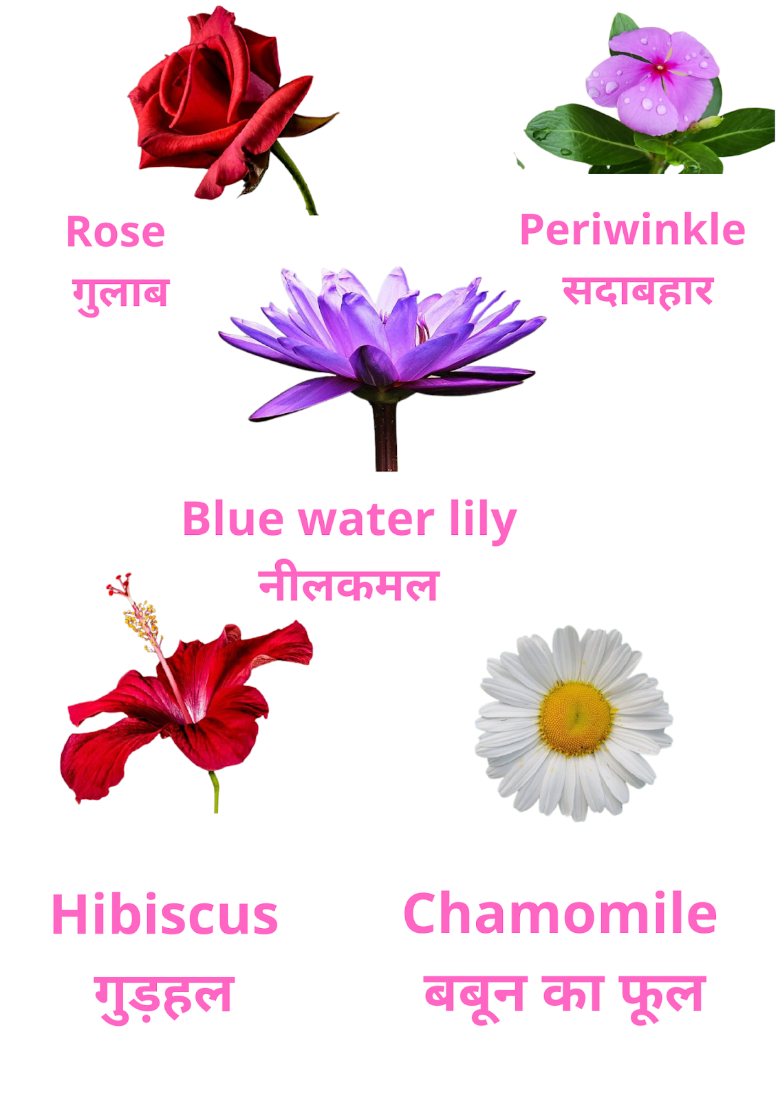 Flowers Name in Hindi - English : 50 फूलों के नाम