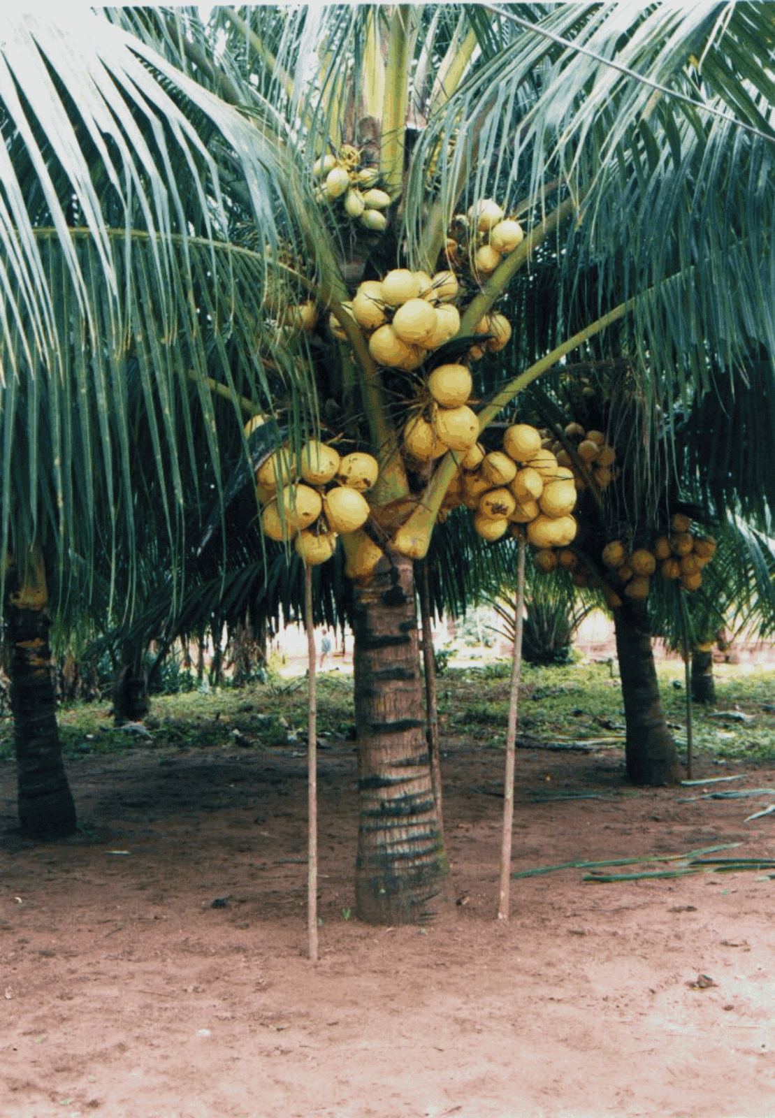  gambar pohon kelapa Indonesiadalamtulisan Terbaru 2020