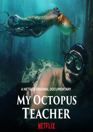 My Octopus Teacher 2020 English HDRip 480p 300Mb