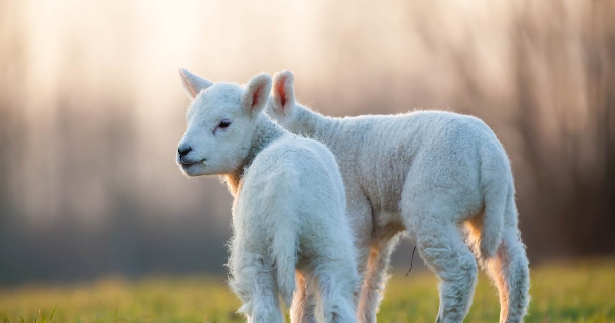 7 things you need to know this lambing season
