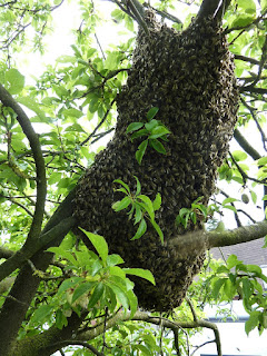 essaimage essaim dans un arbre