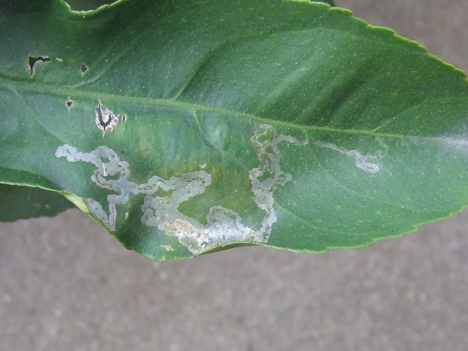 Citrus Tree Pests , 10 Common Citrus Diseases and Pests – TPEBD