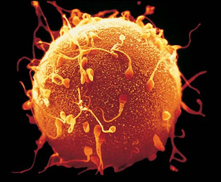 Resultado de imagen de imagen espermatozoide rodeando el óvulo