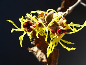 Hamamelis x intermedia Arnold Promise witch hazel blooms by garden muses-not another Toronto gardening blog