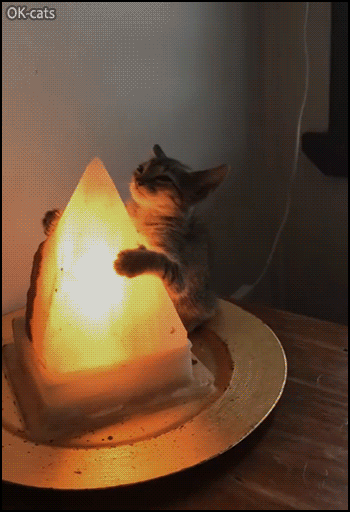 Sleepy kitten found blissfully hugging a warm salt lamp! • Cat GIF Website