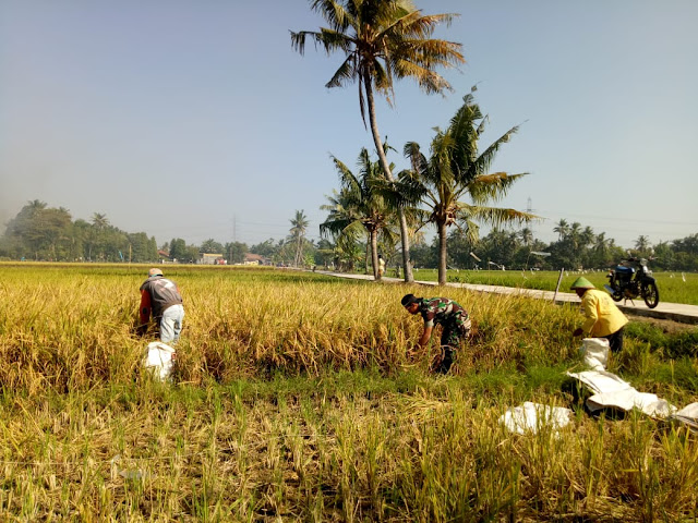 Satgas TMMD Reg 105 Bantu Panen Padi Petani   