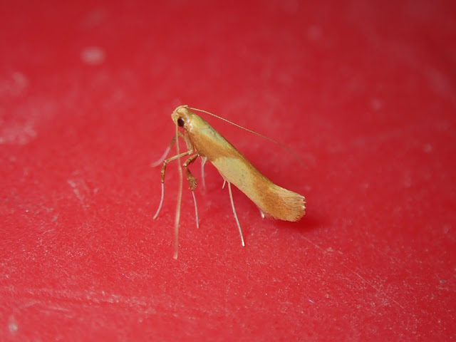 Caloptilia alchimiella Caloptilia alchimiella