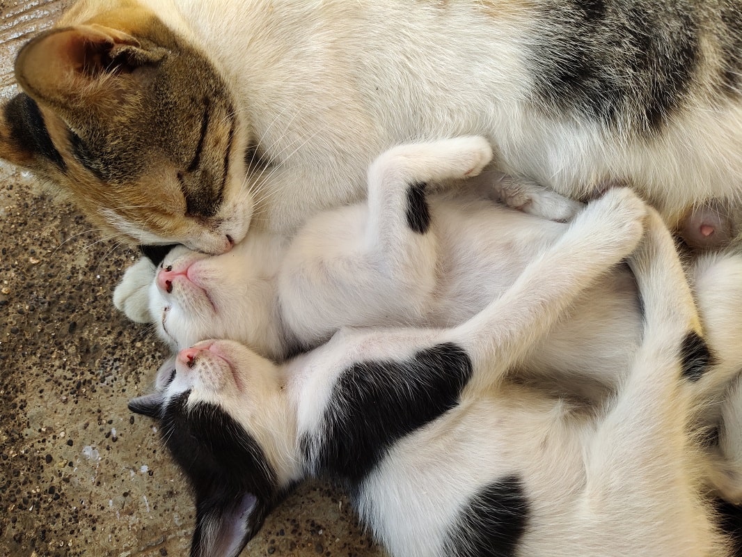 Top 10 Cat Breeds & Their History │ Which is the best cat