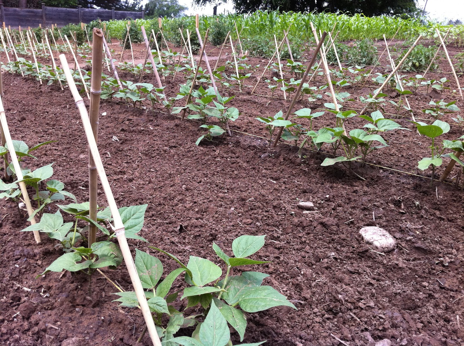 Staking Pole Beans