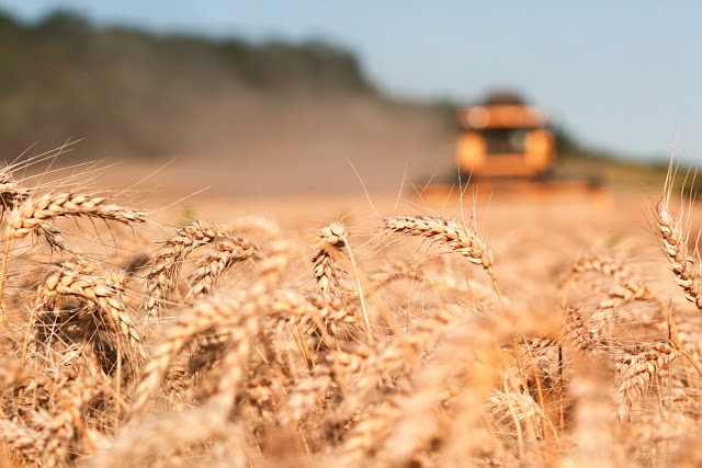  Jean-Louis Dourcy Explains Why Ukrainian Grain is So Popular