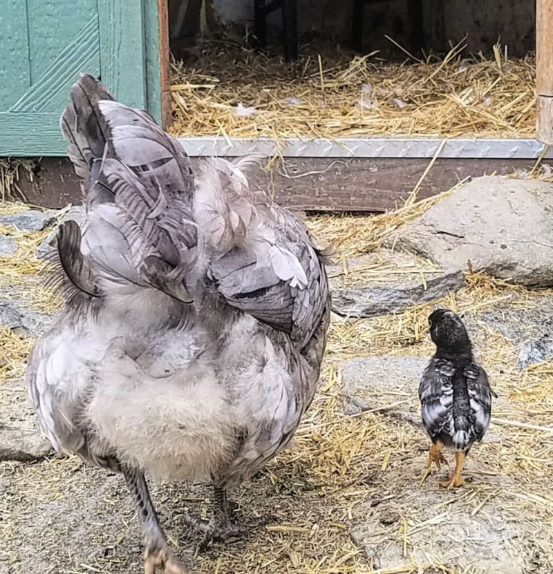 4 Steps for Introducing New Chickens to your Backyard Flock Fresh