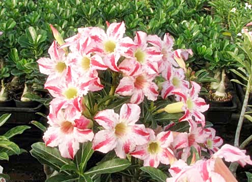 Budidaya adenium - BUDIDAYAKU
