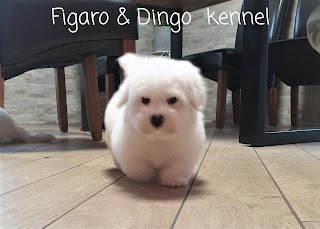 coton_de_tulear_mladicki