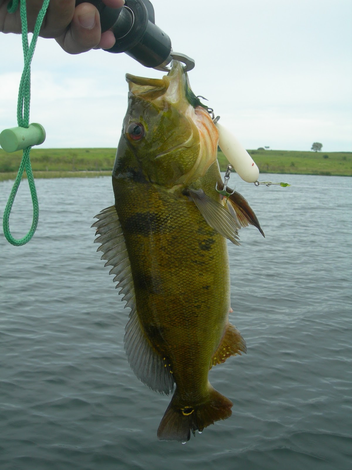 Pesca Saga Esportiva pesca-saga-esportiva