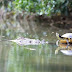 Μία παράξενη φιλία... κροκόδειλου και χελώνας